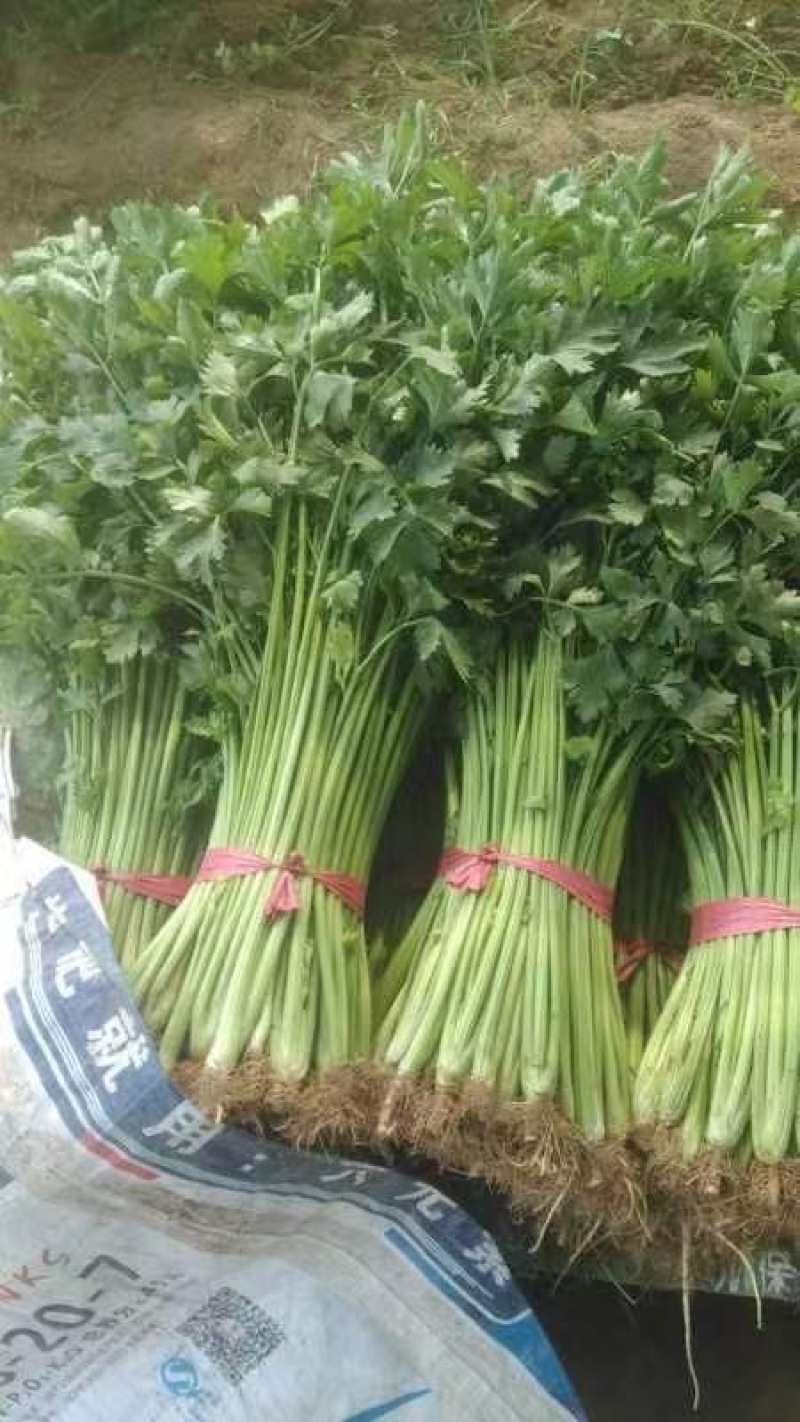 笨芹菜，量大持续供货