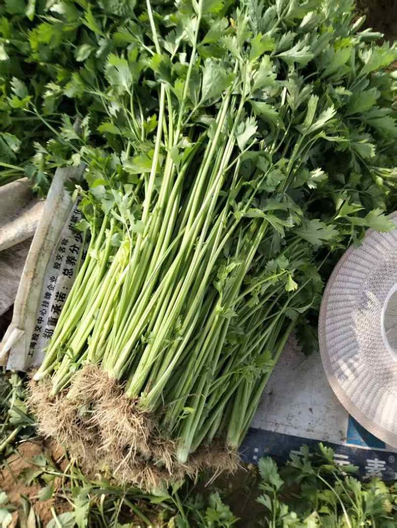 笨芹菜，量大持续供货