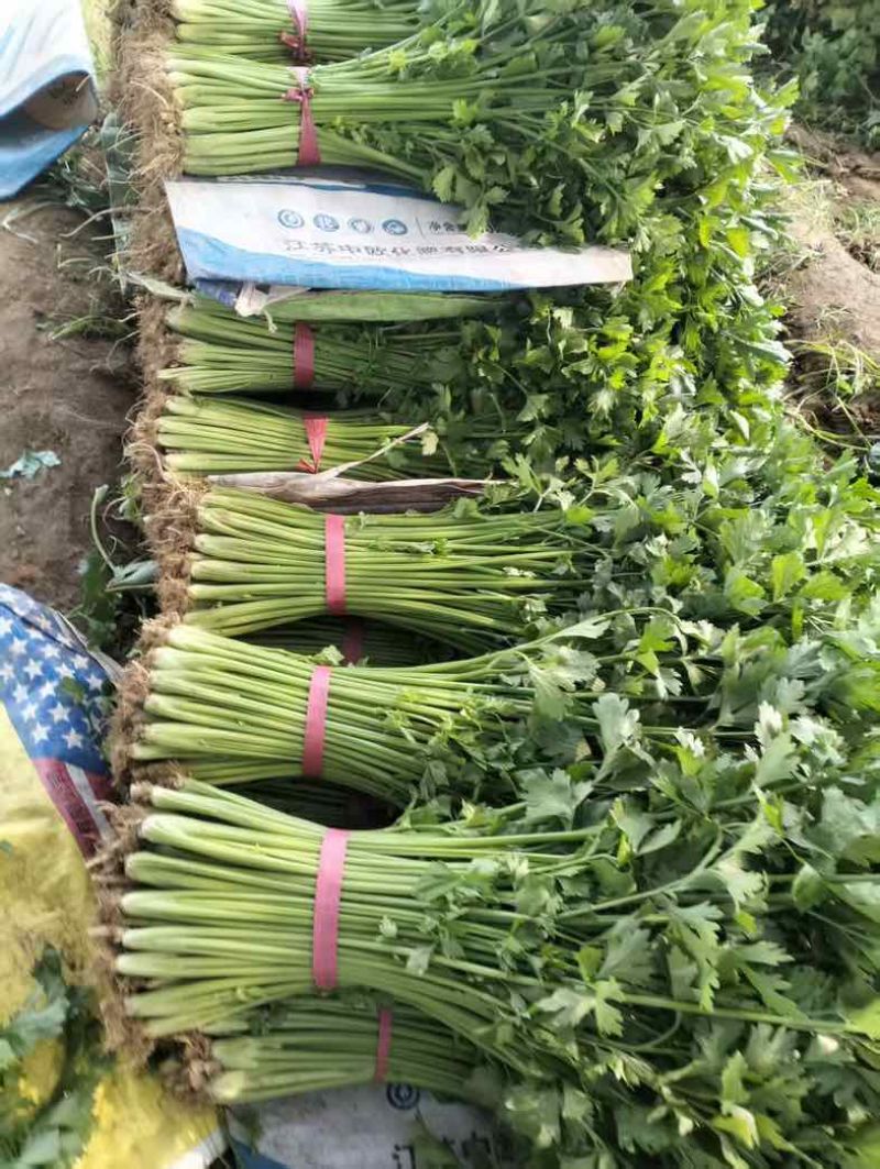 笨芹菜，量大持续供货
