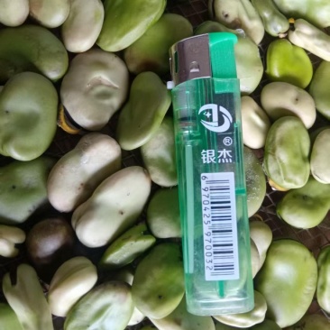 精品新蚕豆大量上市供应需要的老板请联系我