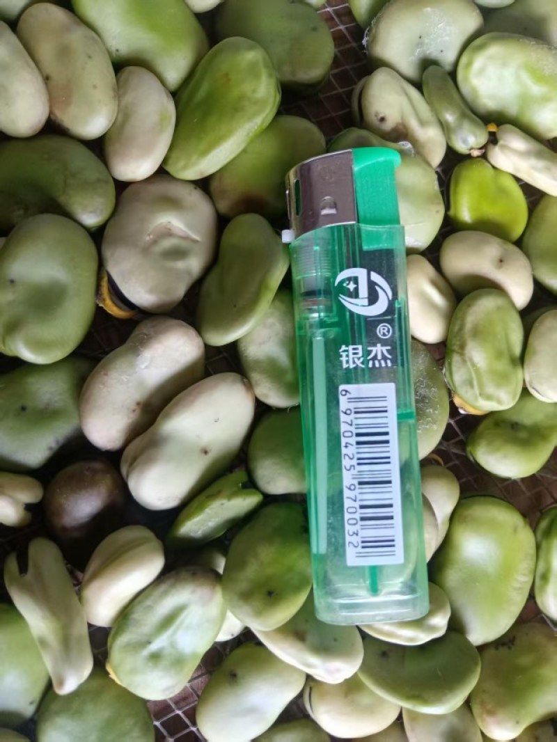 精品新蚕豆大量上市供应需要的老板请联系我