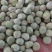 豌豆籽