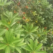 通山本地杨梅，今早刚摘的，不甜不要钱！买三斤送半斤！