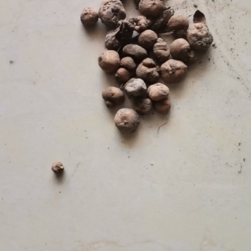 我有药材鲜货(元胡和半夏):有收购商吗？