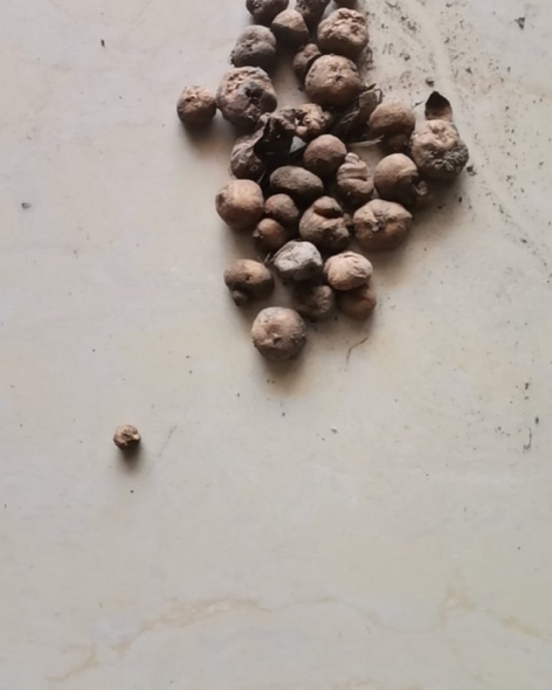 我有药材鲜货(元胡和半夏):有收购商吗？