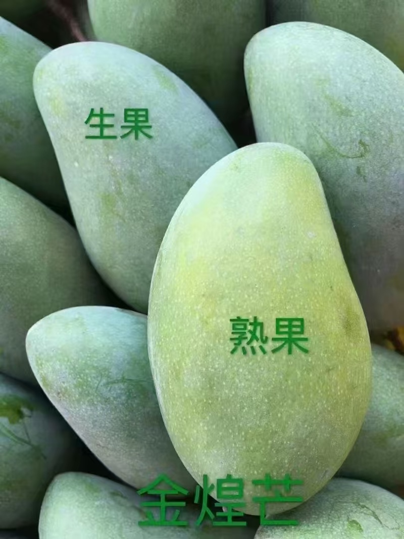 田东金煌芒