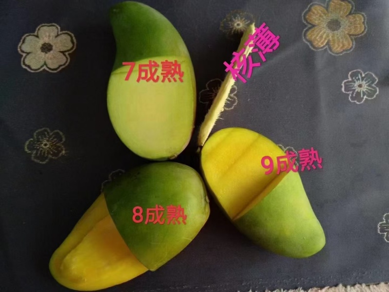 田东金煌芒