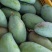 田东金煌芒
