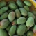田东金煌芒