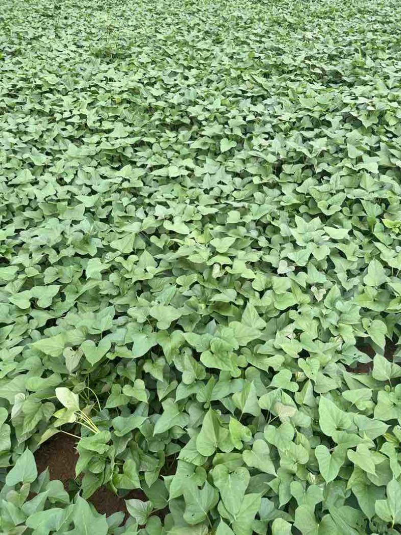 商薯19红薯苗农院二代培育红薯种苗
