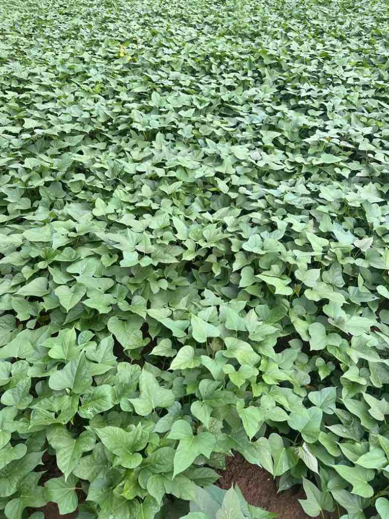 商薯19红薯苗农院二代培育红薯种苗