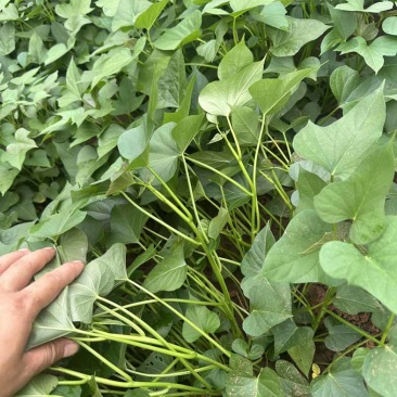 商薯19红薯苗农院二代培育红薯种苗