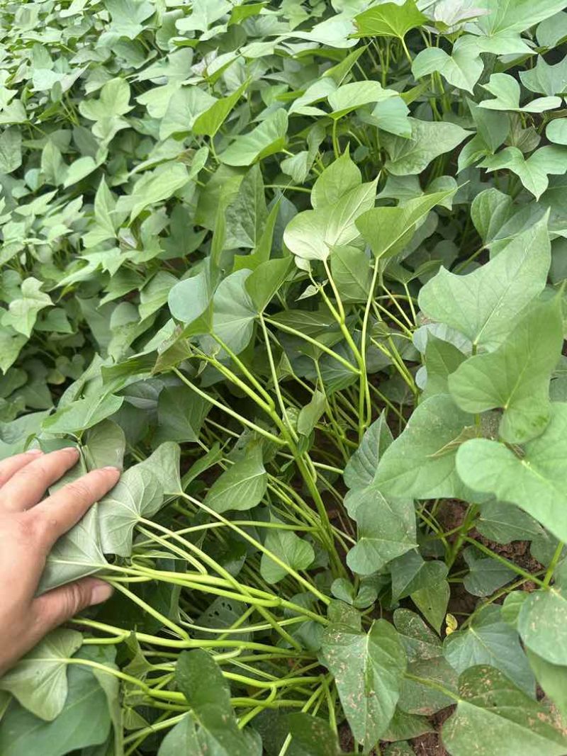 商薯19红薯苗农院二代培育红薯种苗
