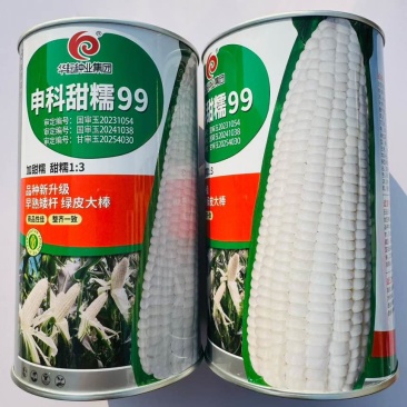 国审品种申科甜糯99加甜糯玉米种子早熟矮杆绿皮大棒口感软糯种