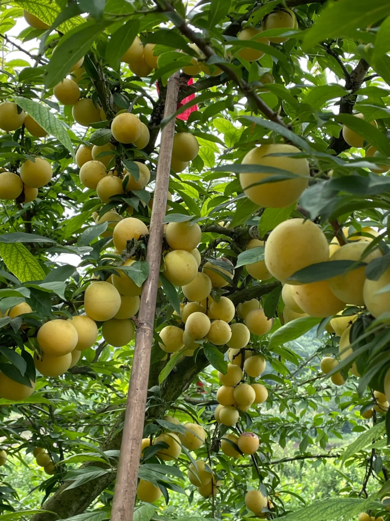 丽江华坪蜂糖李