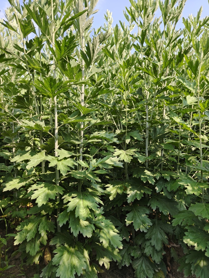 端午艾草