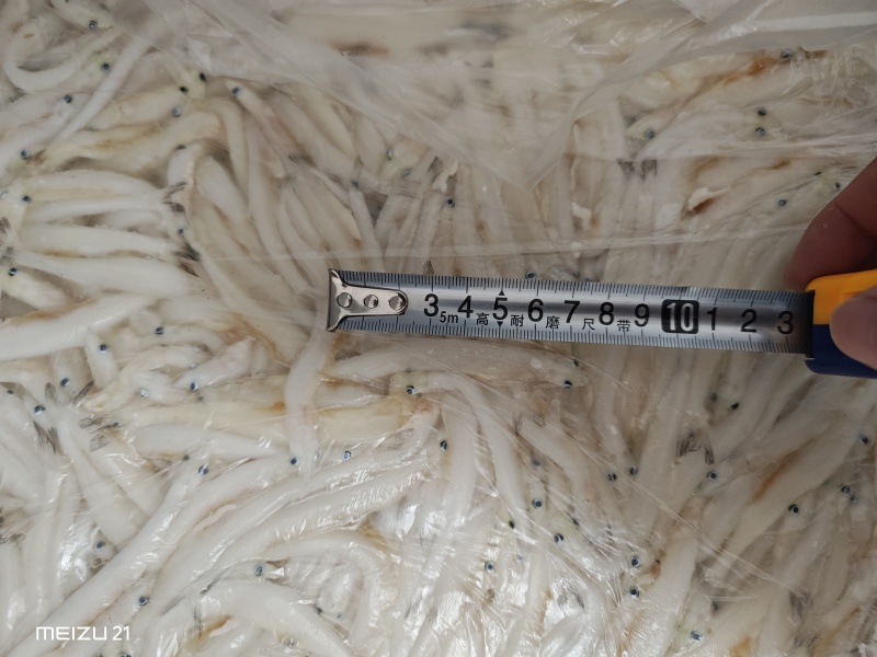 银鱼，大银鱼，价格可优惠