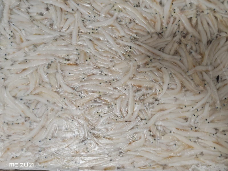 银鱼，大银鱼，价格可优惠