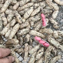 四粒红鲜花生