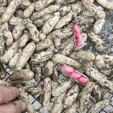 四粒红鲜花生