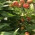 油蟠1112-1蟠桃