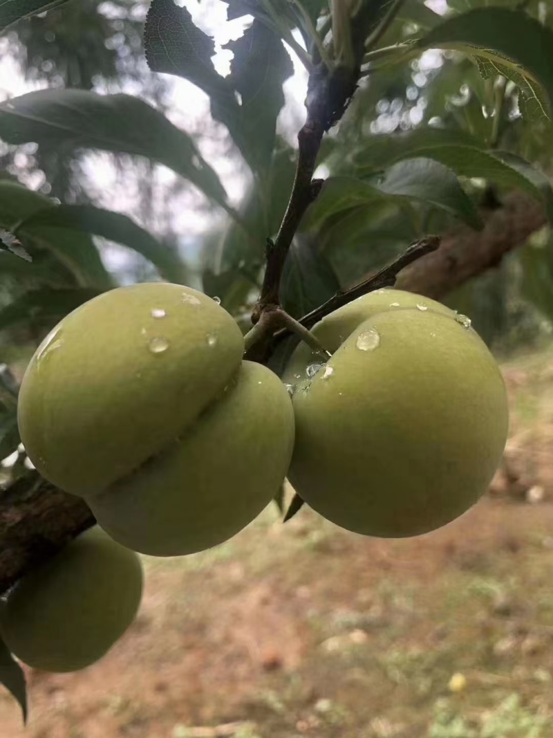 贵州六马蜂糖李