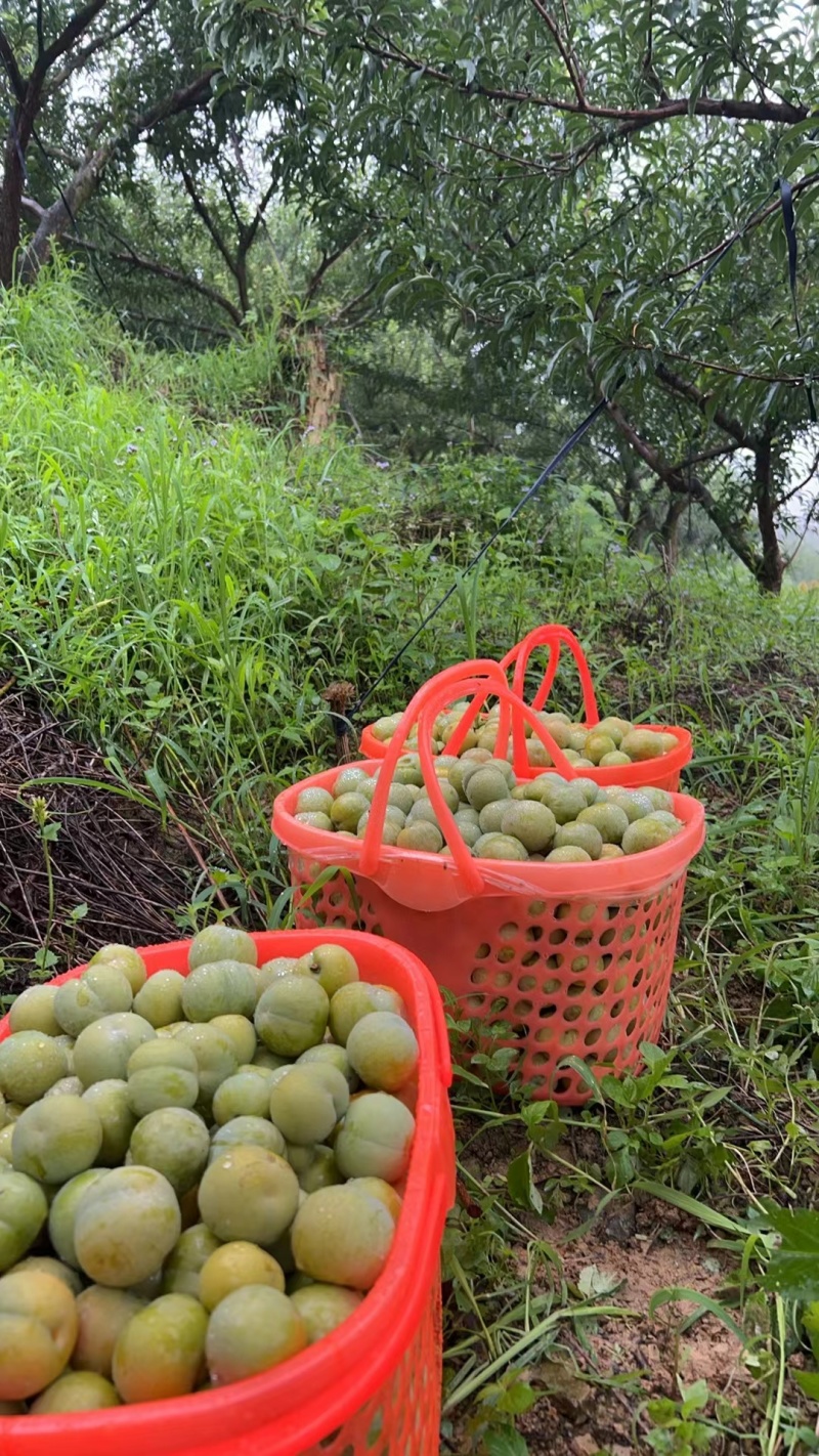 贵州六马蜂糖李