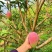 红贵妃芒果