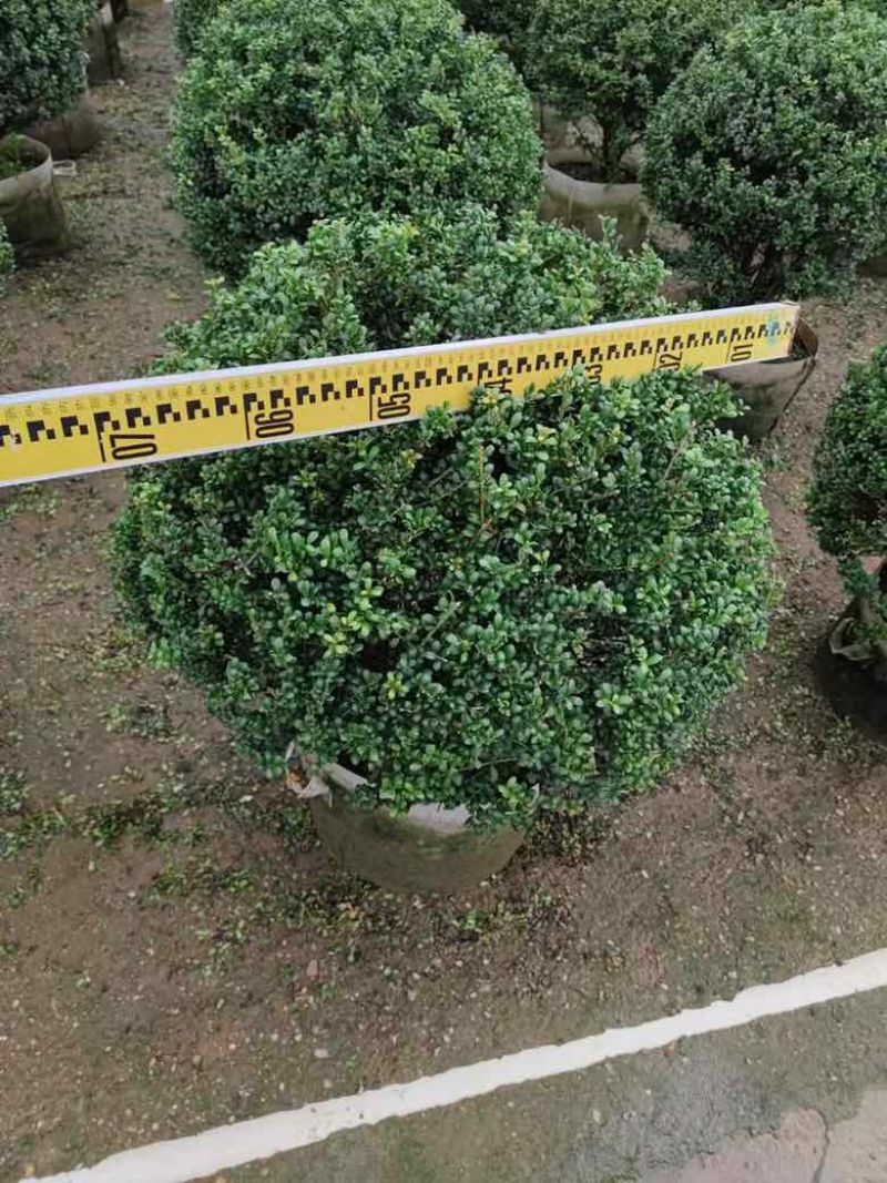龟甲冬青60-120高，基地直销，一手货源，大量低价出售