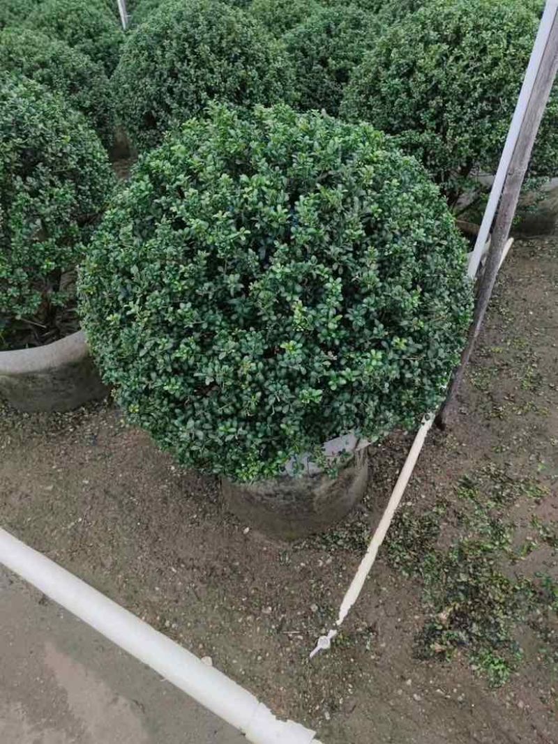 龟甲冬青60-120高，基地直销，一手货源，大量低价出售