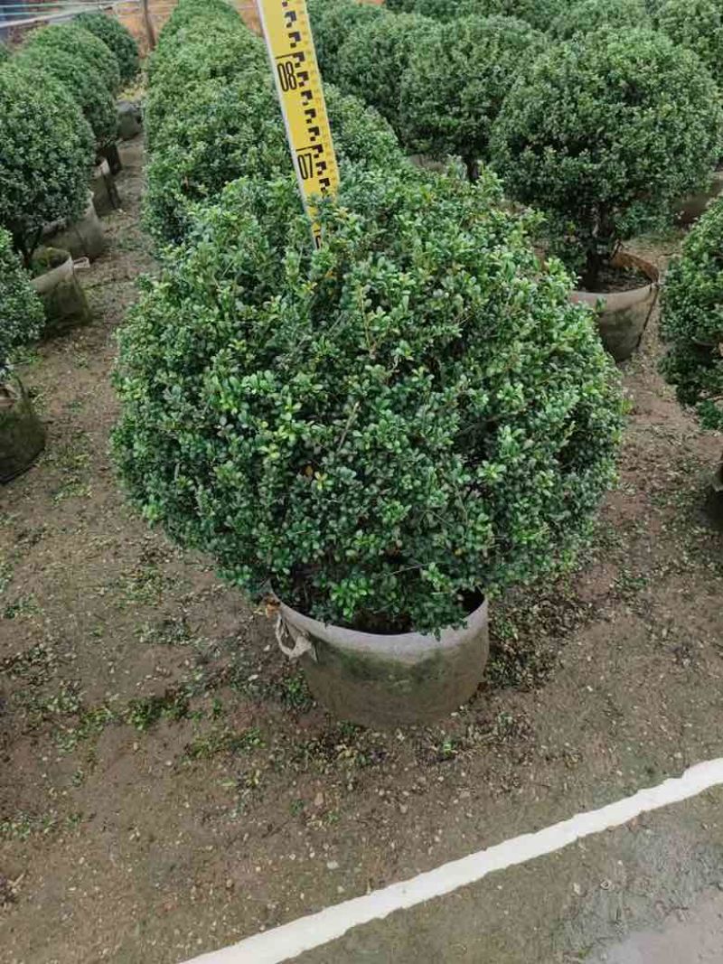 龟甲冬青60-120高，基地直销，一手货源，大量低价出售