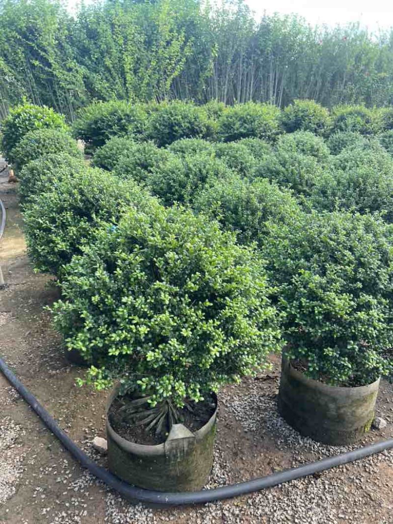 龟甲冬青60-120高，基地直销，一手货源，大量低价出售