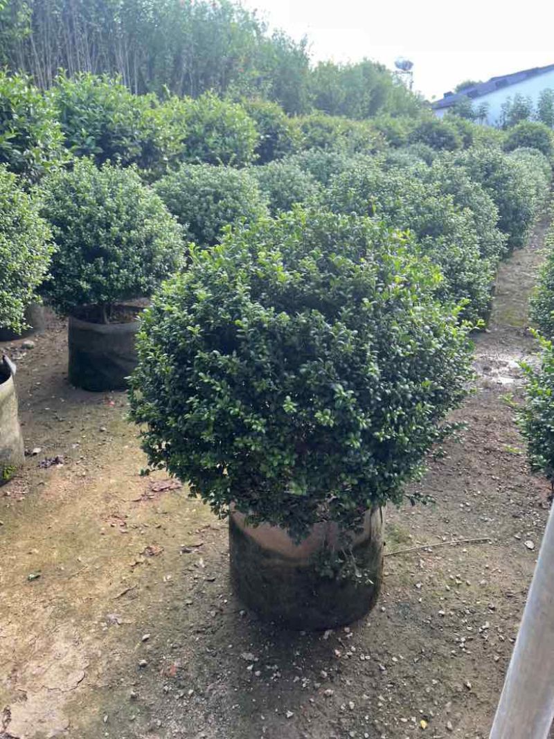 龟甲冬青60-120高，基地直销，一手货源，大量低价出售