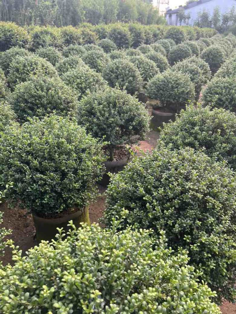 龟甲冬青60-120高，基地直销，一手货源，大量低价出售