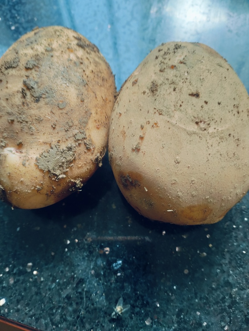 贵州毕节纳雍黄心土豆
