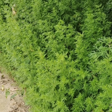 青蒿草
