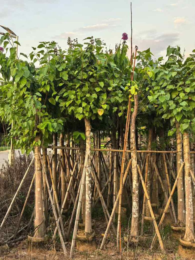 菩提榕5-25分，截杠，骨架，基地直销，一手货源，大量出售