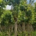 菩提榕5-25分，截杠，骨架，基地直销，一手货源，大量出售