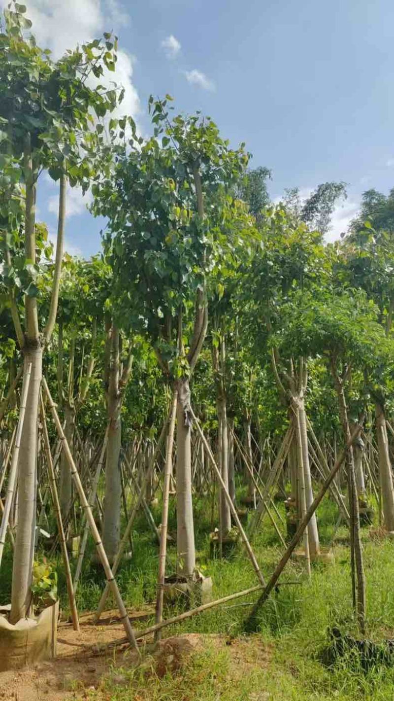 菩提榕5-25分，截杠，骨架，基地直销，一手货源，大量出售