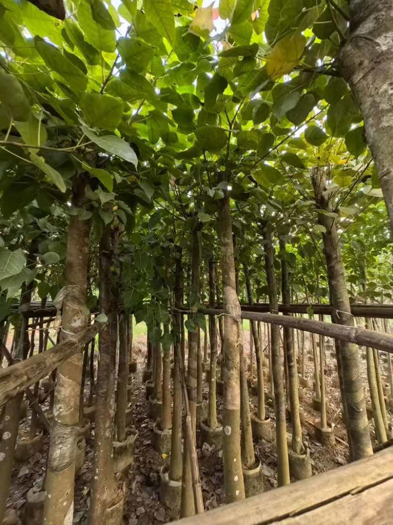 菩提榕5-25分，截杠，骨架，基地直销，一手货源，大量出售