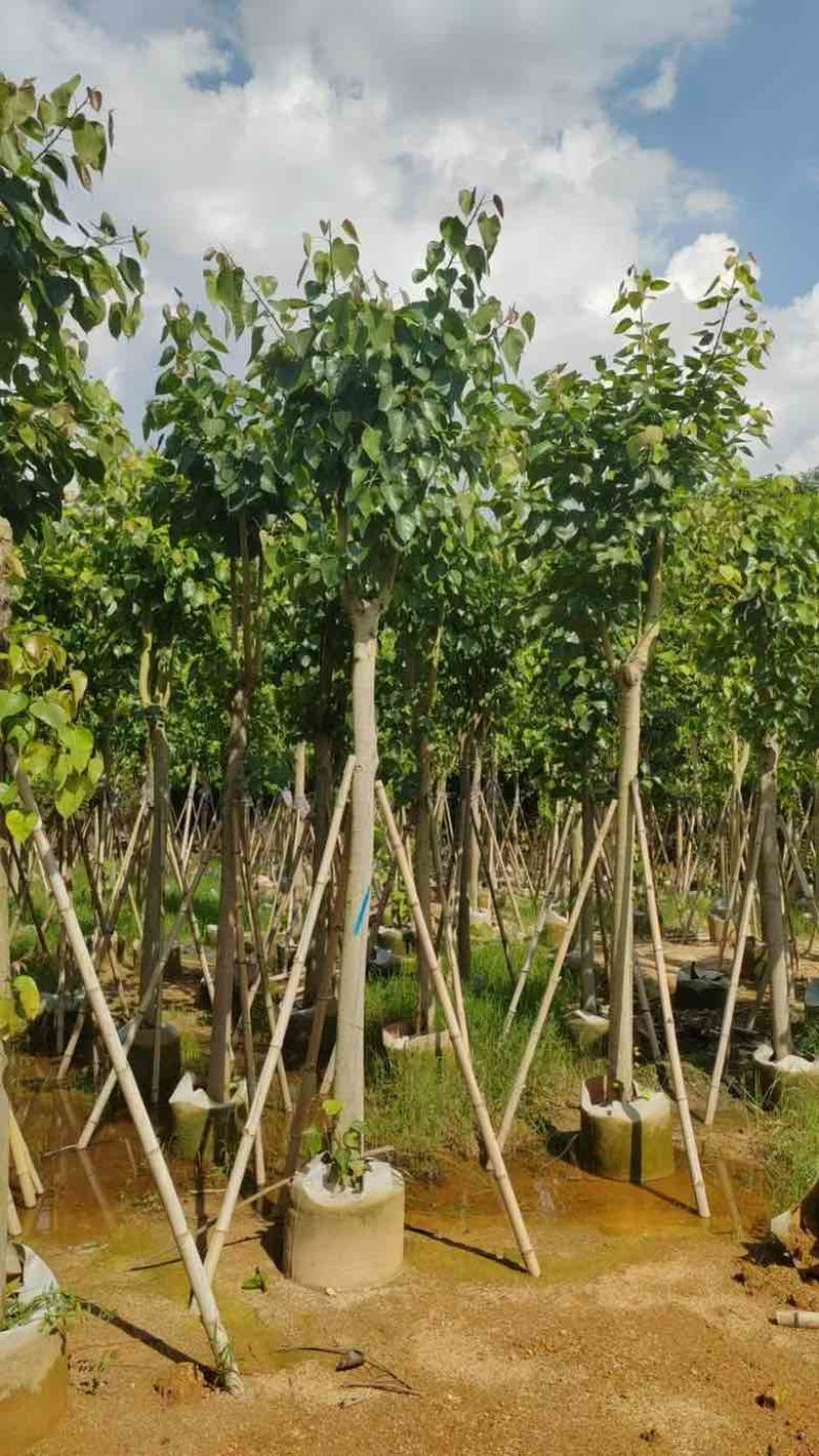 菩提榕5-25分，截杠，骨架，基地直销，一手货源，大量出售