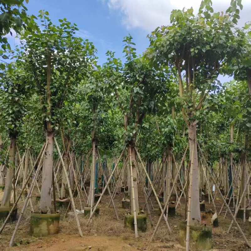 菩提榕5-25分，截杠，骨架，基地直销，一手货源，大量出售