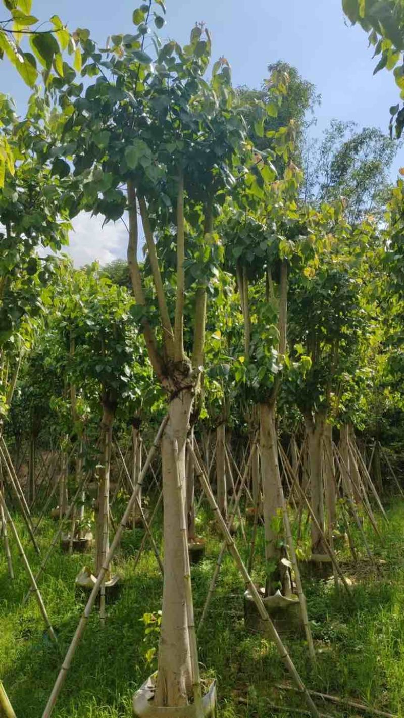 菩提榕5-30分，骨架，截杠，基地直销，一手货源，大量低价出