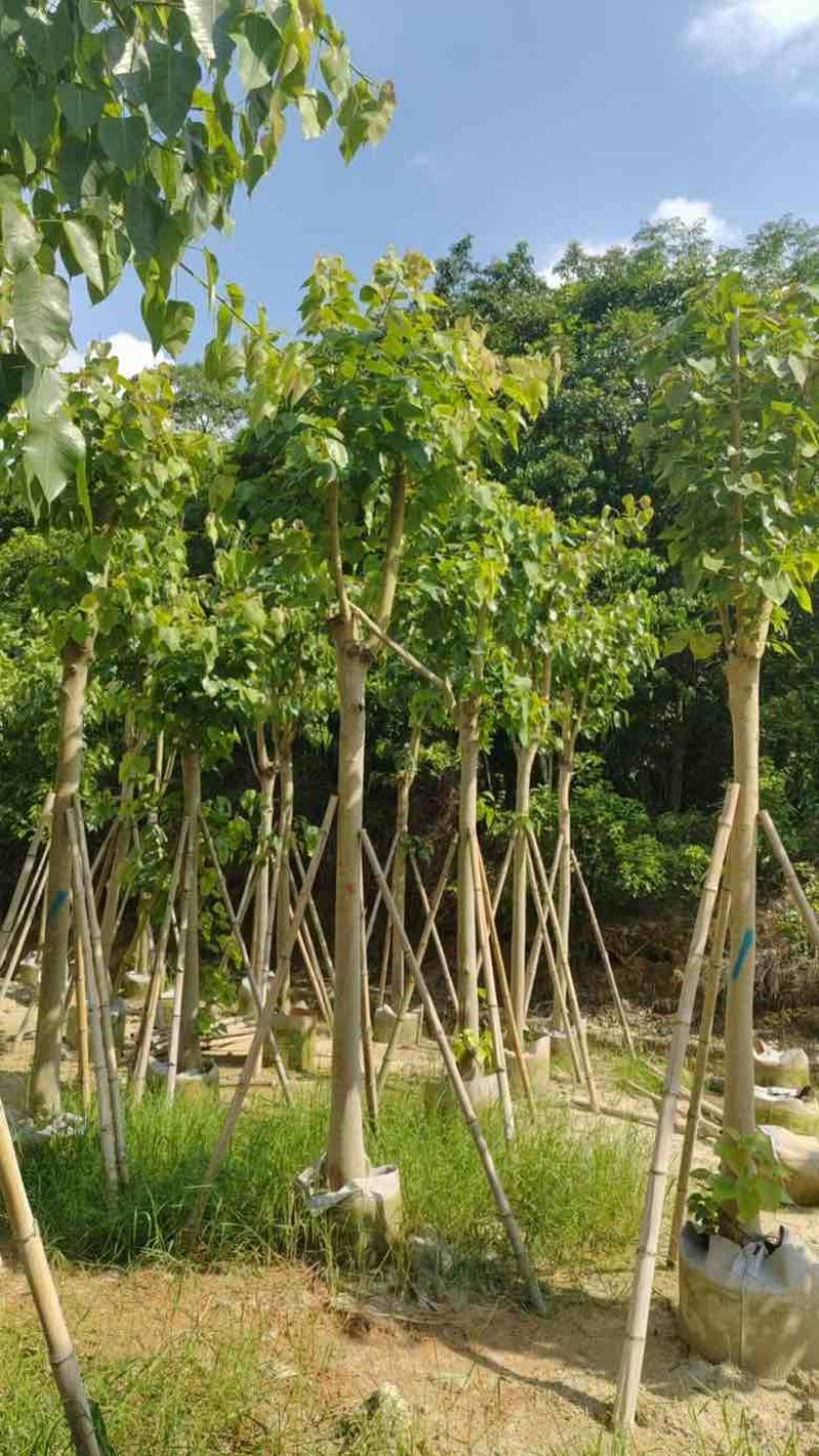 菩提榕5-30分，骨架，截杠，基地直销，一手货源，大量低价出