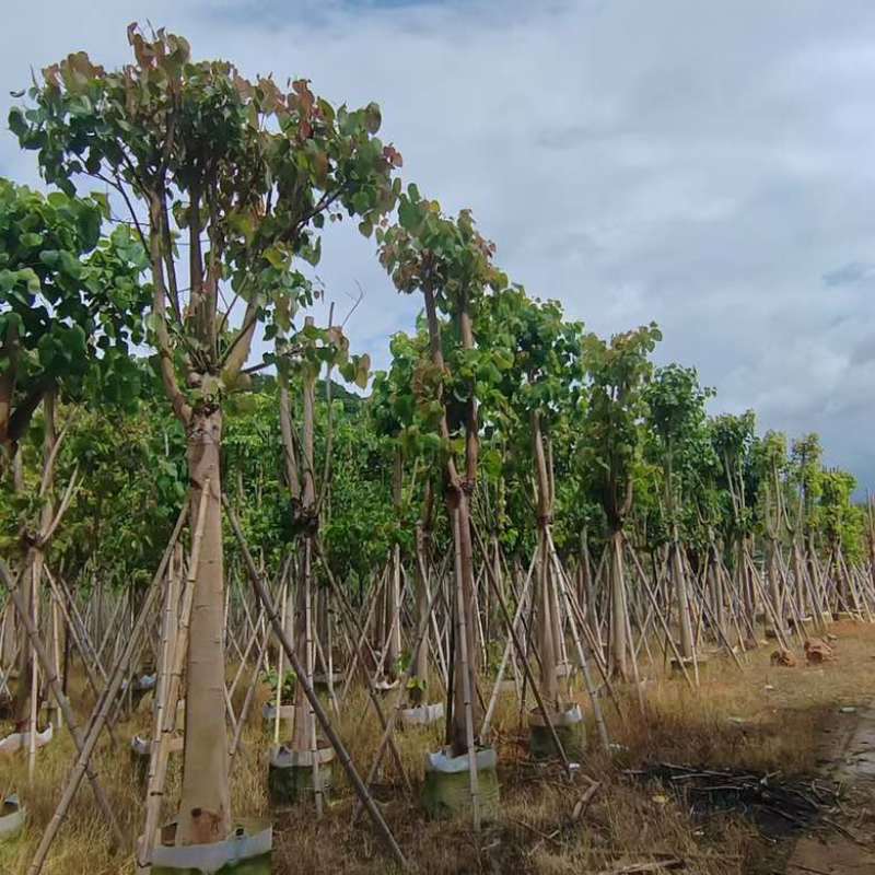 菩提榕5-30分，骨架，截杠，基地直销，一手货源，大量低价出