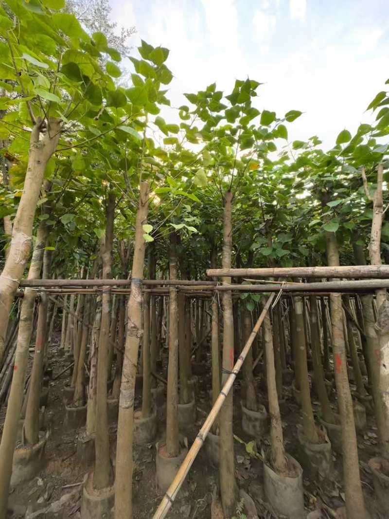 菩提榕5-30分，骨架，截杠，基地直销，一手货源，大量低价出