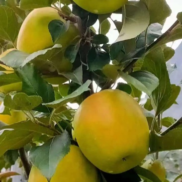 瑞雪苹果