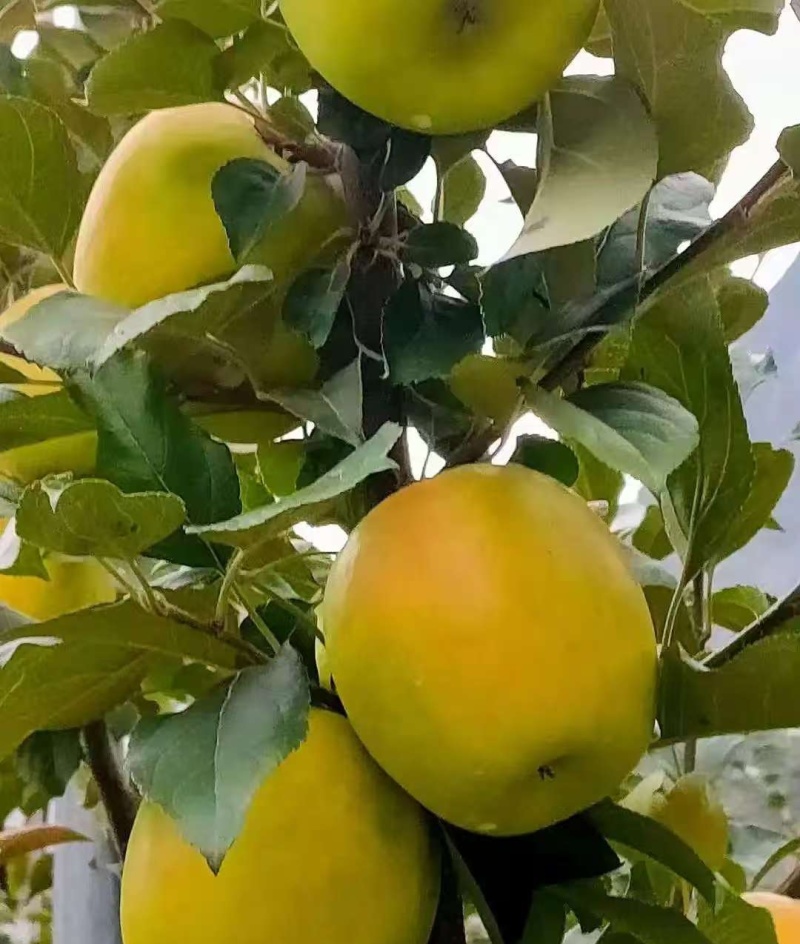 瑞雪苹果