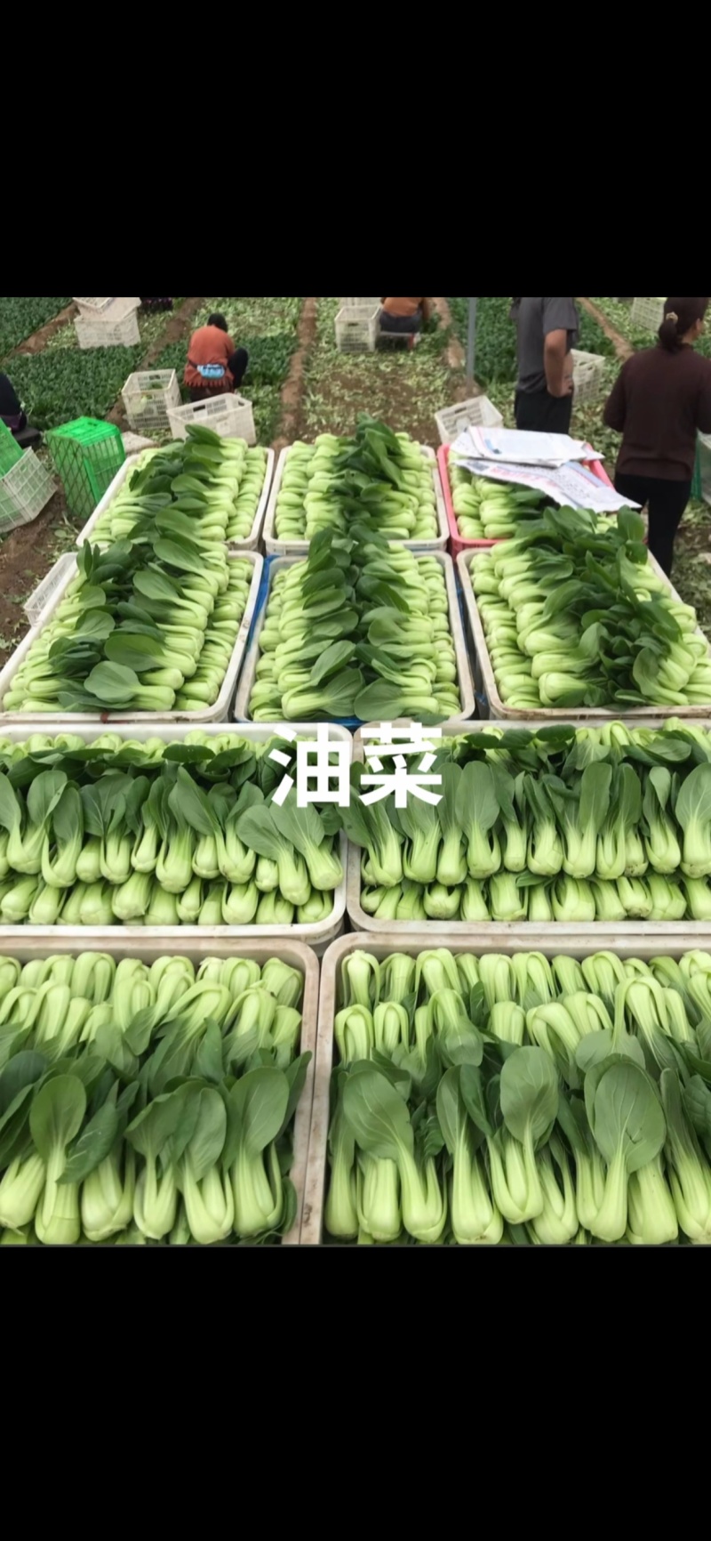 ｜主营：小油菜、各类绿叶菜，大小批量均可装车实地看菜，