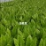 ｜主营：小油菜、各类绿叶菜，大小批量均可装车实地看菜，